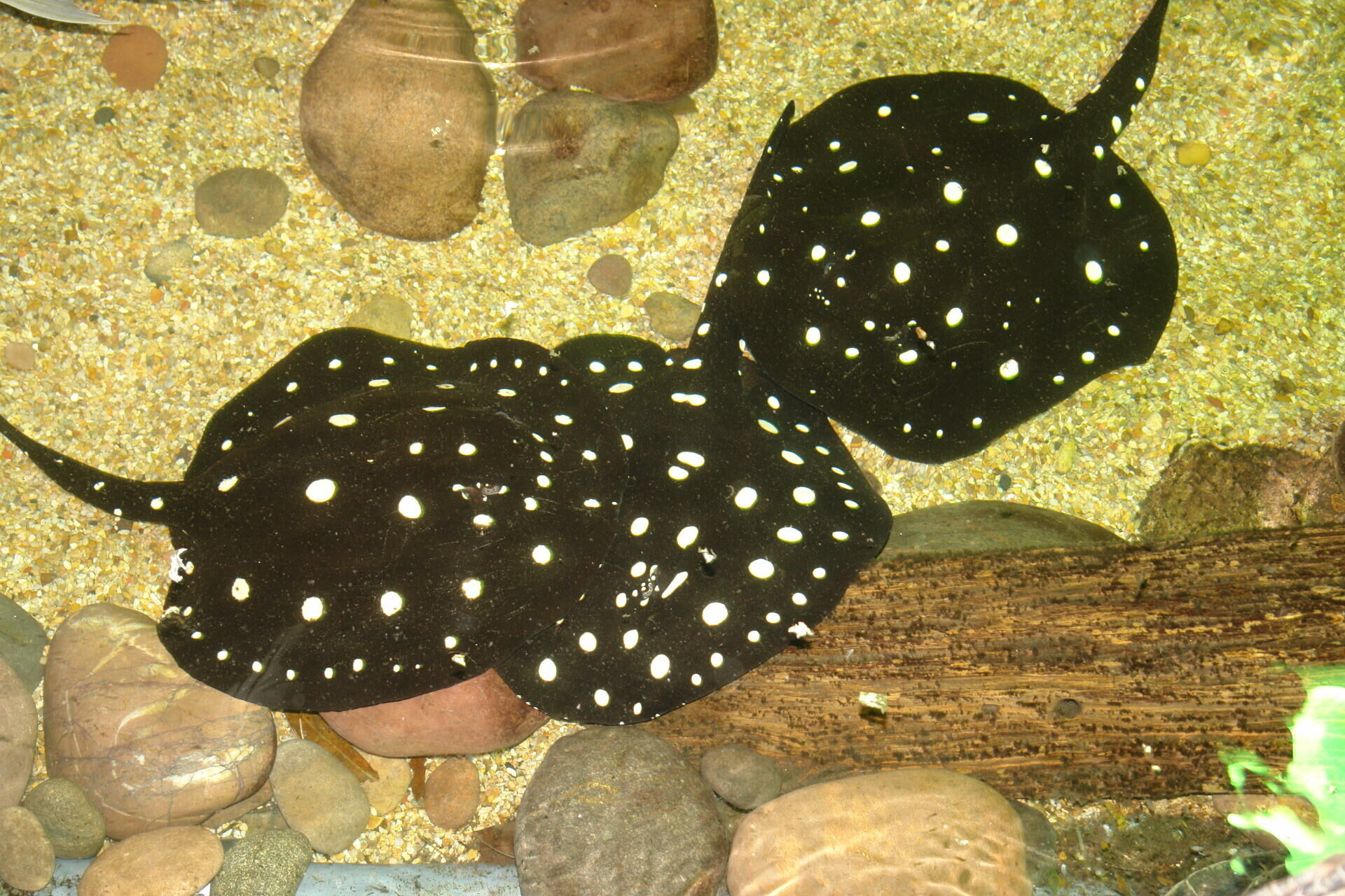 Imagem do Arraia Leopoldi